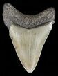 Juvenile Megalodon Tooth - South Carolina #52956-1